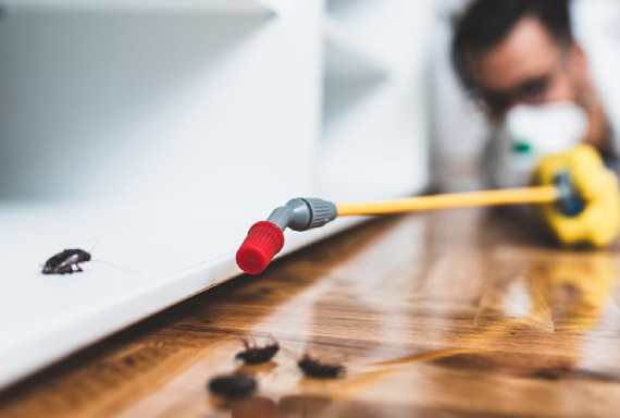 Pest Control Leads Cost