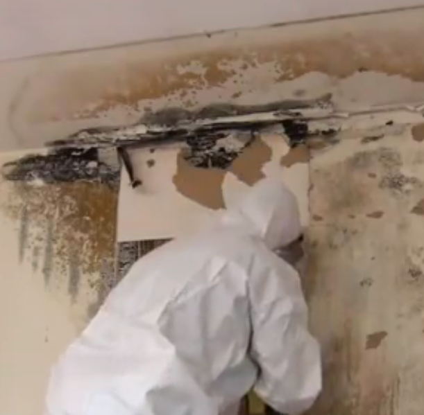 Mold Abatement Local Leads