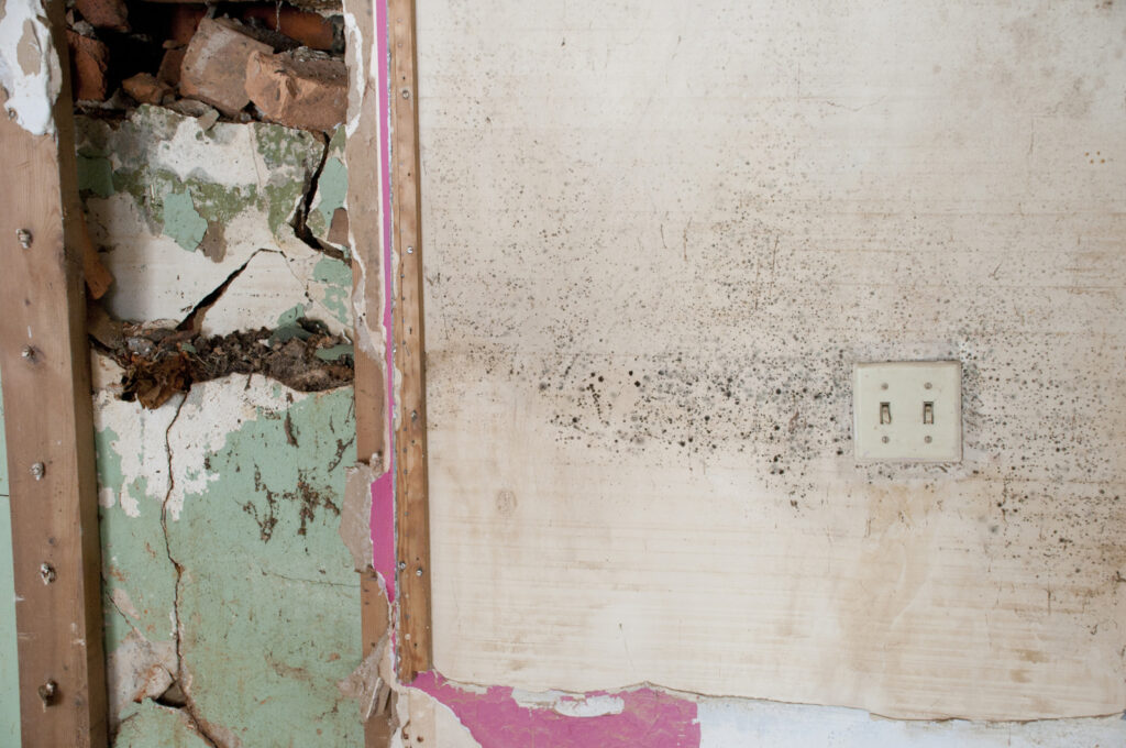 Mold Abatement Local Leads