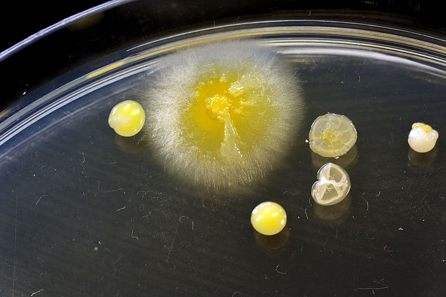 Mold Testing Lead 