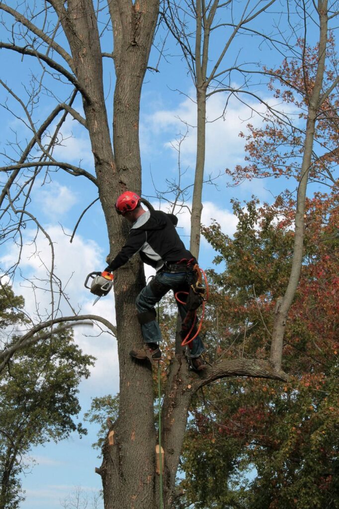 Tree Services Lead