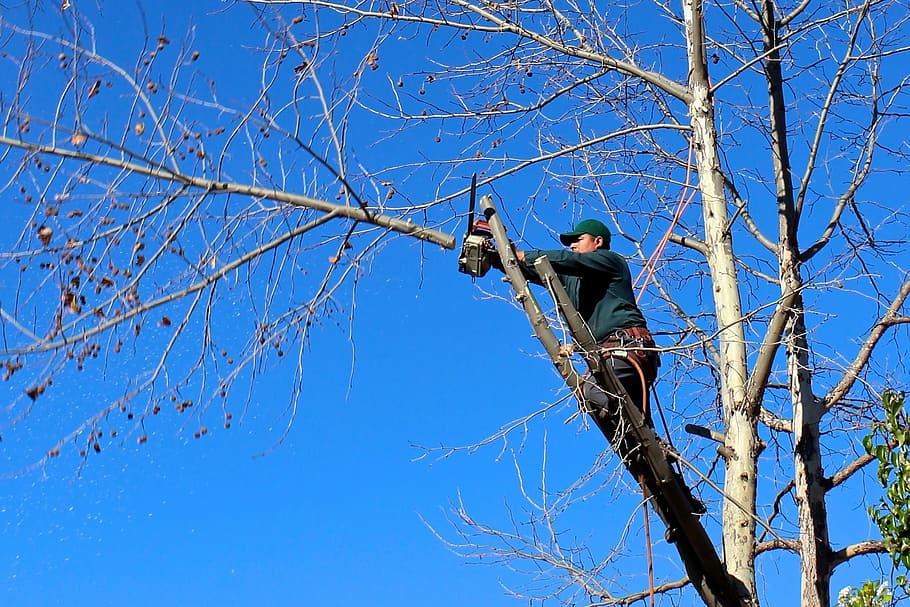 Tree Services Lead