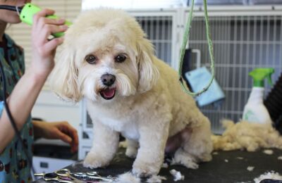 Mobile Dog Grooming Lead Generation Challenges